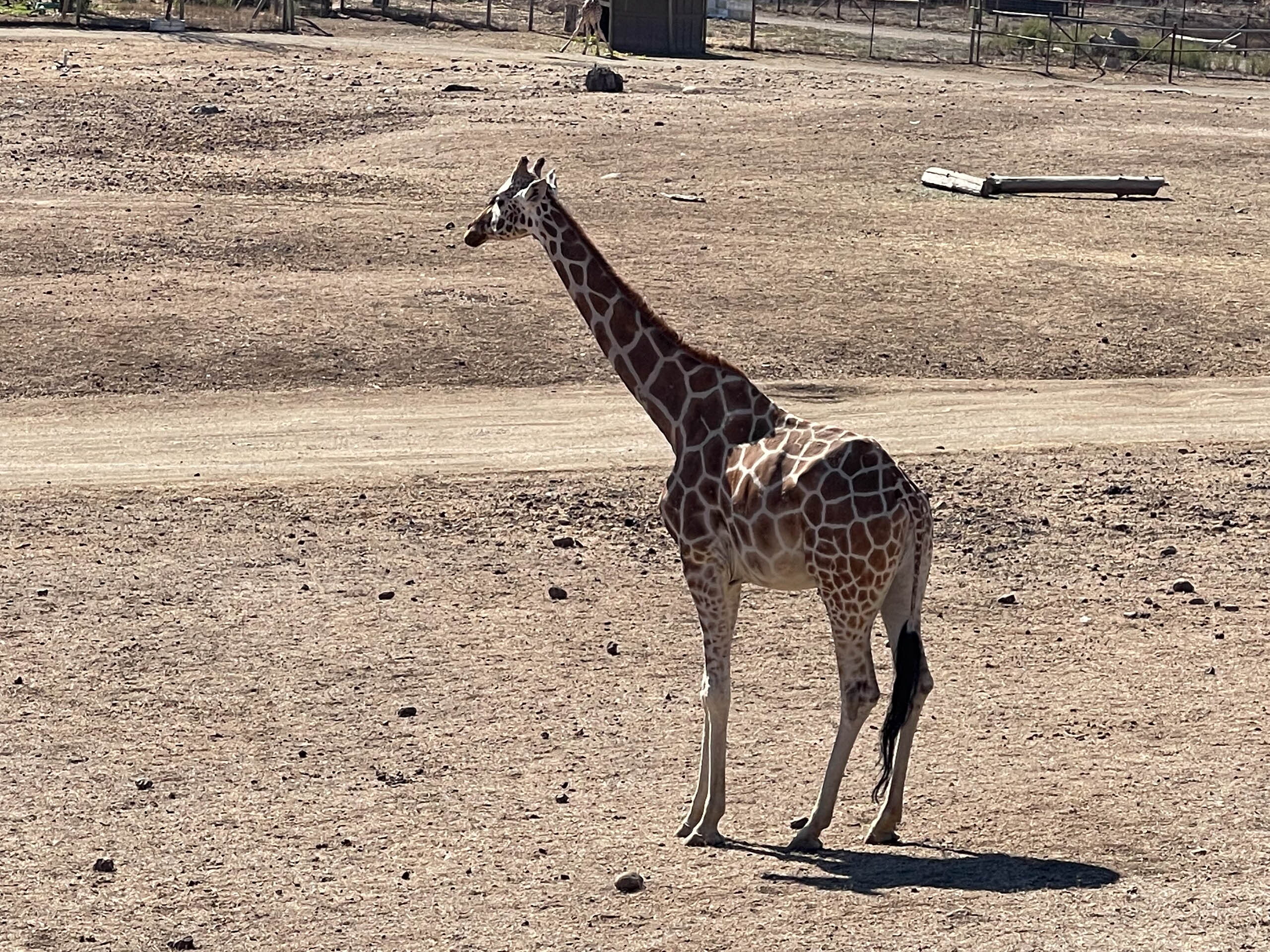 IMG 3174