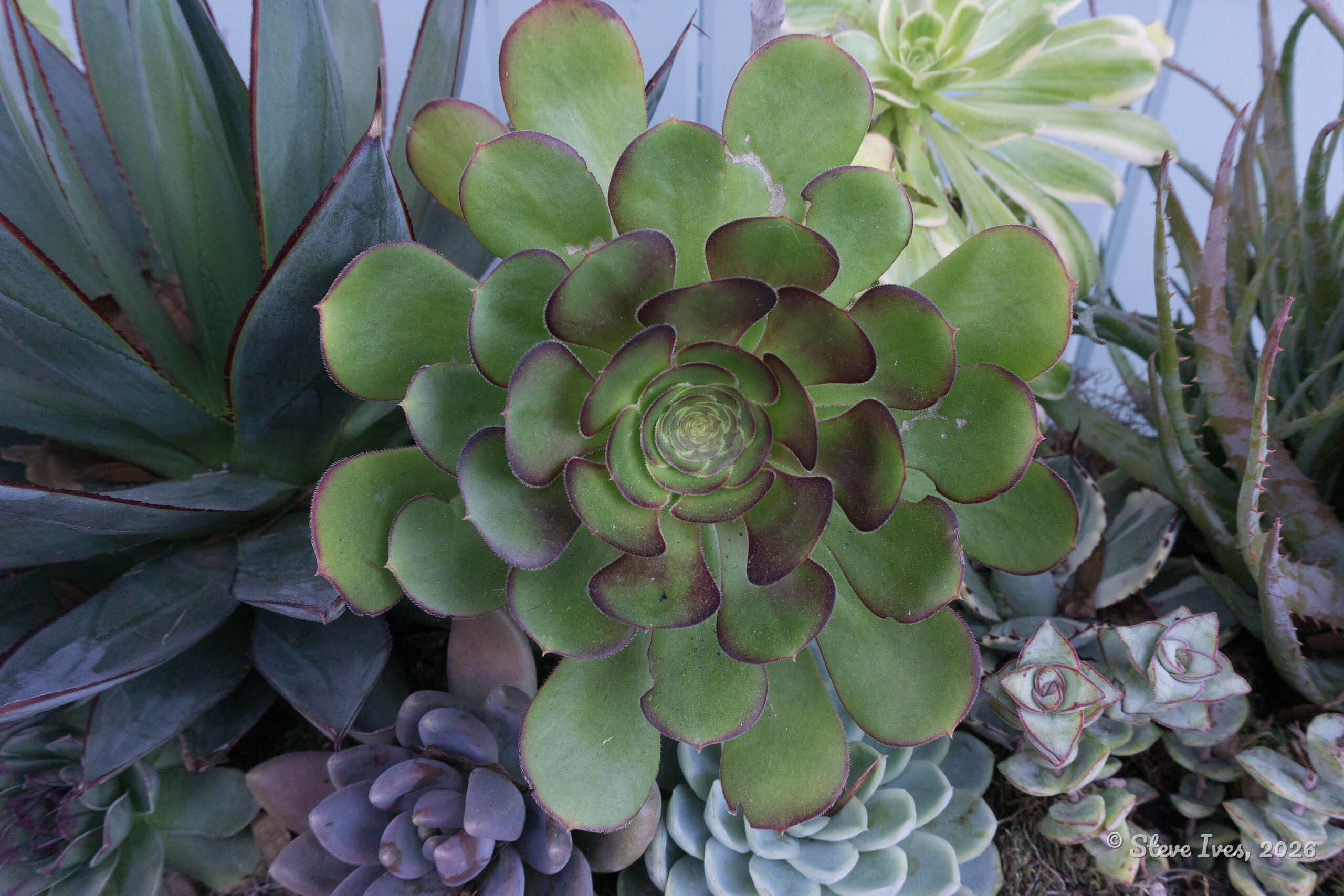 DSC00065