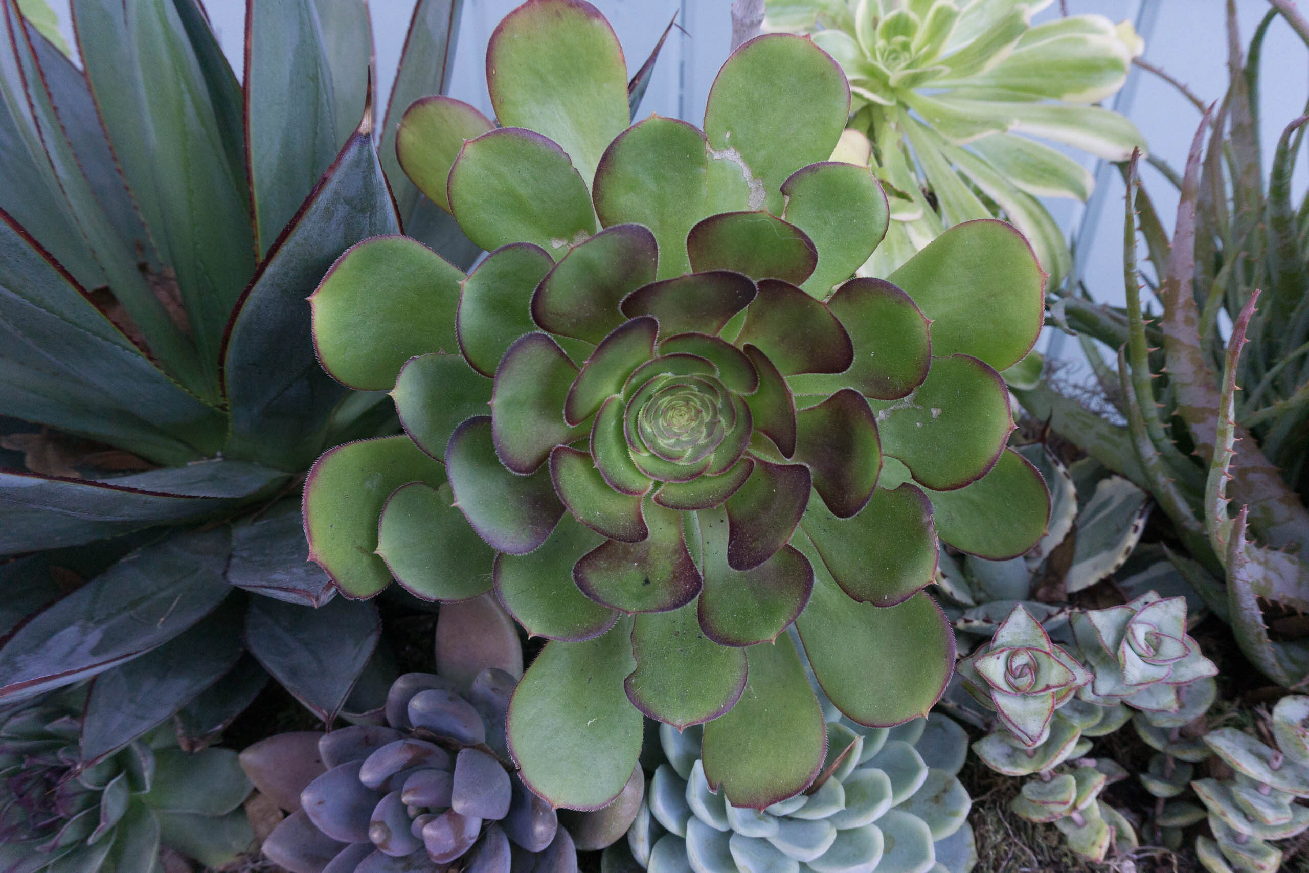 DSC00065