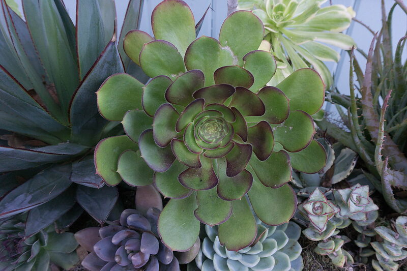 DSC00065